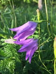 Campanula stevenii