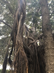 Ficus macrophylla