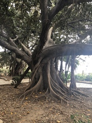 Ficus macrophylla