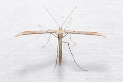 Stenoptilia pterodactyla