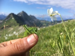 Polysarcus denticauda