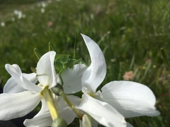 Polysarcus denticauda