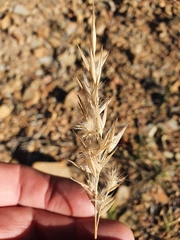 Rytidosperma tenuius