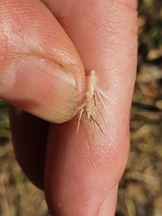 Rytidosperma tenuius