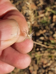 Rytidosperma tenuius