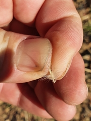 Rytidosperma tenuius