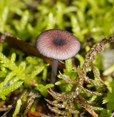 Entoloma transmutans