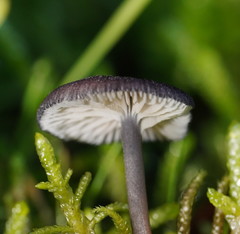 Entoloma transmutans