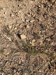 Rytidosperma tenuius