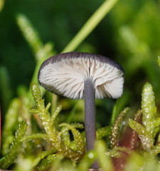 Entoloma transmutans