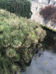 Cyperus papyrus
