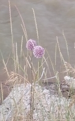 Allium sphaerocephalon