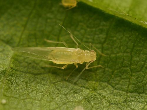 Hornbeam aphid