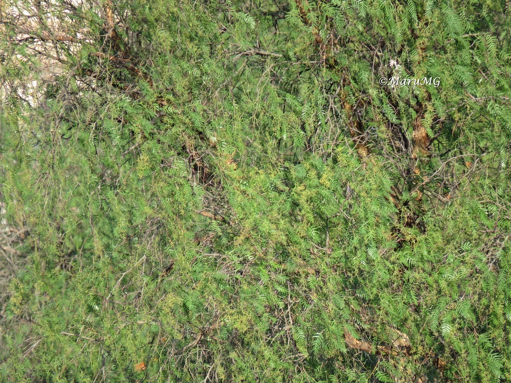 Peruvian Pepper Tree from San Luis de la Paz, MX-GJ, MX on May 09, 2020 ...