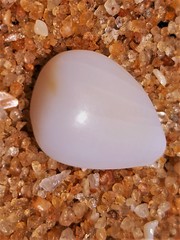 Psammotreta angulata