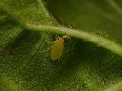 Aphis umbrella