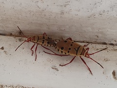 Probergrothius