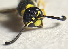 Parancistrocerus pedestris