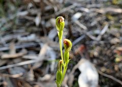 Pterostylis rubescens