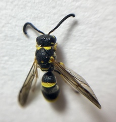 Parancistrocerus pedestris