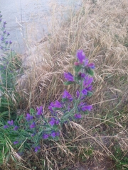 Echium plantagineum