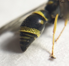 Parancistrocerus pedestris