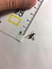 Parancistrocerus pedestris