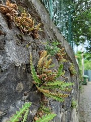 Asplenium ceterach