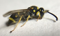 Parancistrocerus pedestris