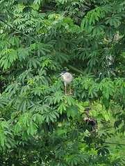 Nycticorax nycticorax