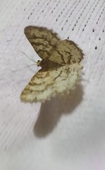 Heliomata glarearia
