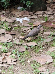 Streptopelia chinensis