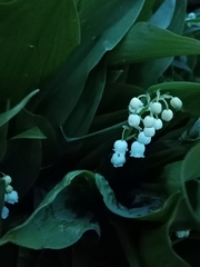 Convallaria majalis