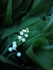 Convallaria majalis