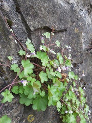 Cymbalaria muralis