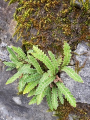 Asplenium ceterach