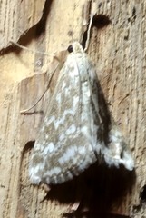Evergestis frumentalis