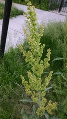 Rumex patientia