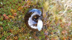 Powelliphanta fiordlandica