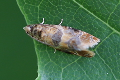 Lobesia reliquana