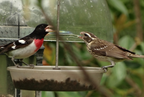 Pheucticus ludovicianus image