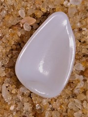 Psammotreta angulata