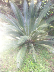 Dioon