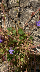 Campanula poscharskyana