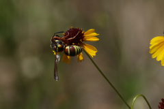Euodynerus annulatus