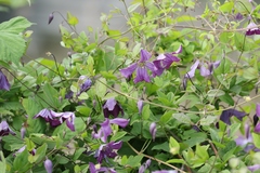 Clematis viticella