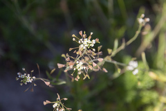 Capsella bursa-pastoris