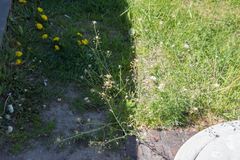 Capsella bursa-pastoris