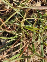 Rytidosperma tenuius