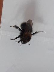 Bombus hypnorum
